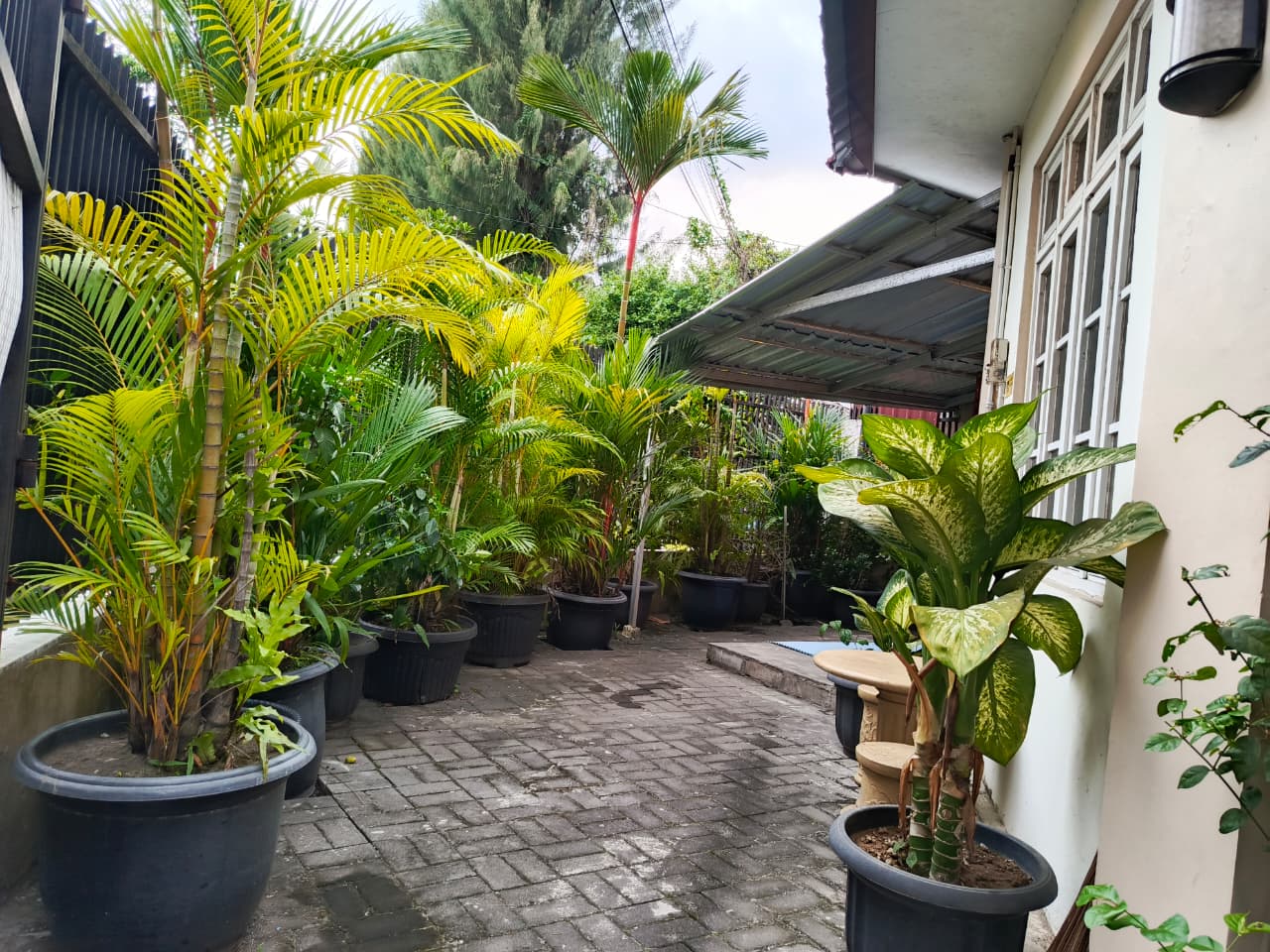 Tropical Garden Plants